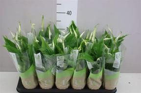 Spathiphyllum Chopin