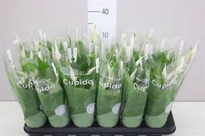 Spathiphyllum Chopin