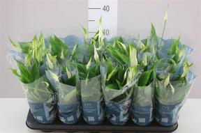 Spathiphyllum Chopin