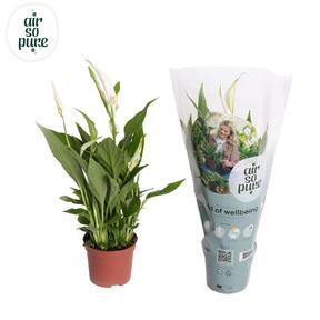 Spathiphyllum Chopin