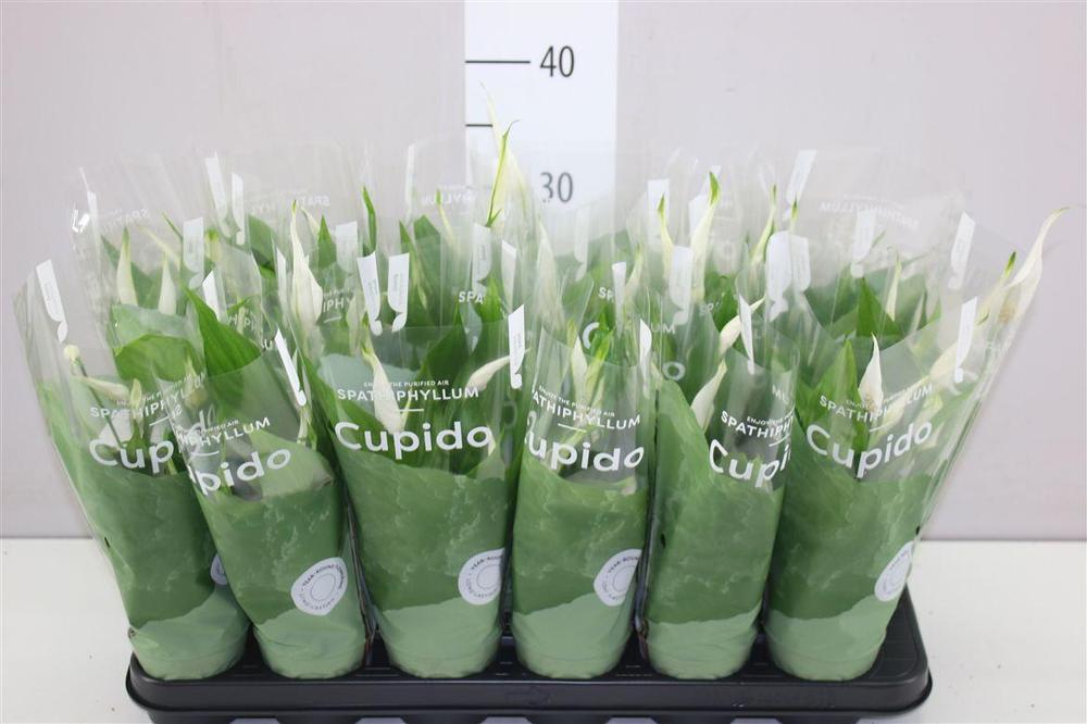 Spathiphyllum Chopin