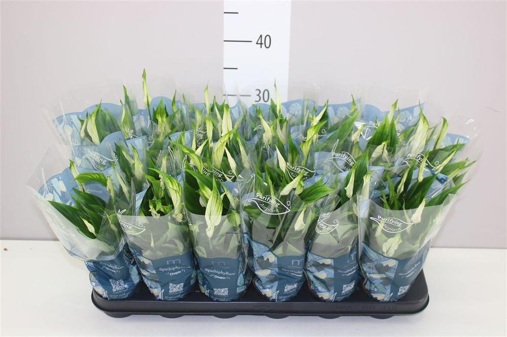 Spathiphyllum Chopin