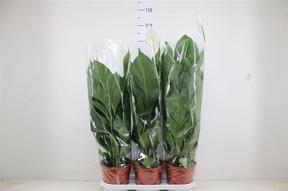 Spathiphyllum Sweet Lauretta 3+