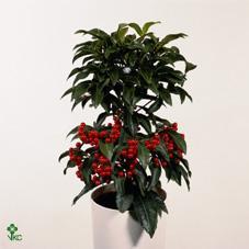 Ardisia crenata red