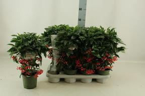 Ardisia crenata red
