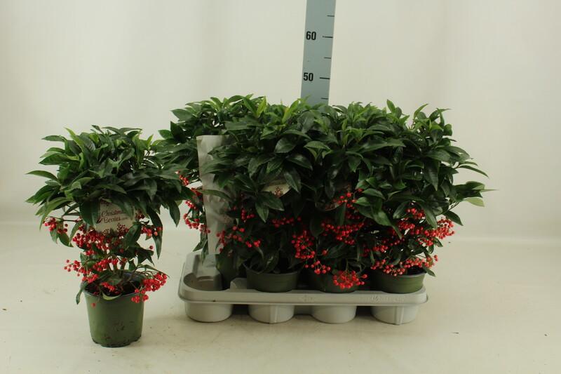Ardisia crenata red