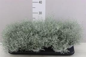 Calocephalus brownii