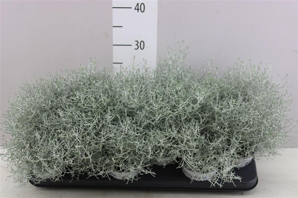Calocephalus brownii