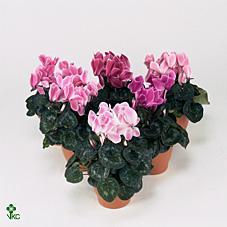 Cyclamen Halios mix Ø 35