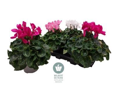 Cyclamen Halios mix Ø 35