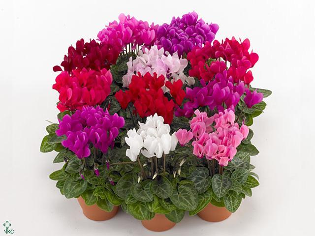 Cyclamen mini