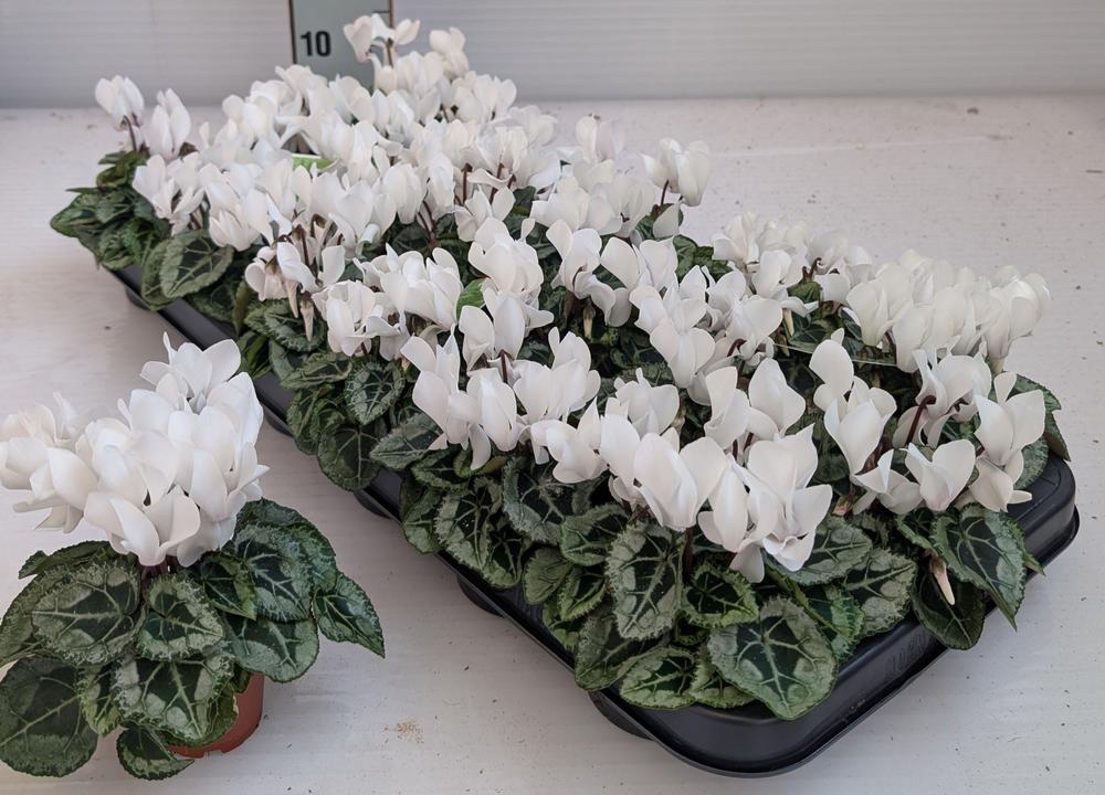 Cyclamen mini