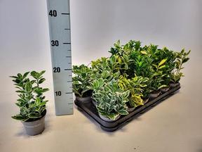 Euonymus japonicus mix