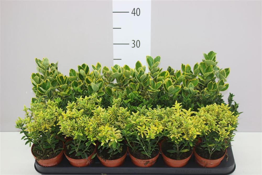 Euonymus japonicus mix