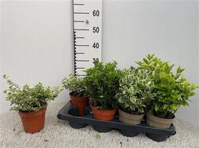 Euonymus japonicus mix