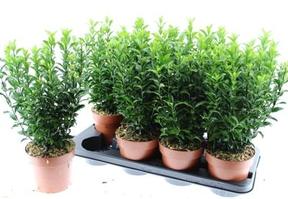 Euonymus japonicus mix