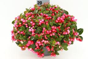 Gaultheria procumbens miska