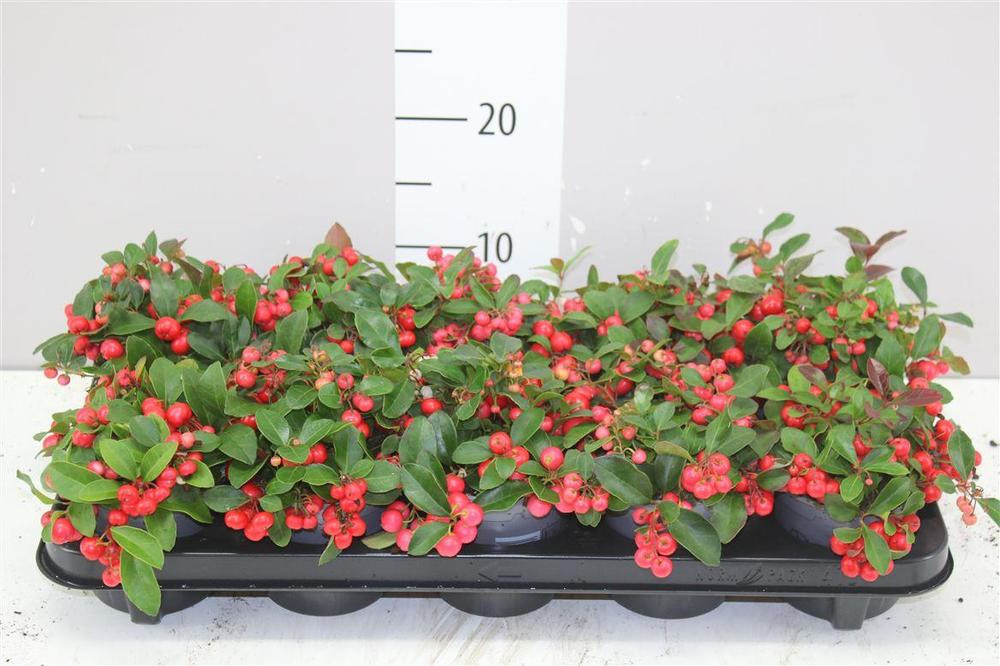 Gaultheria procumbens