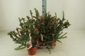Grevillea lanigera Tamboritha