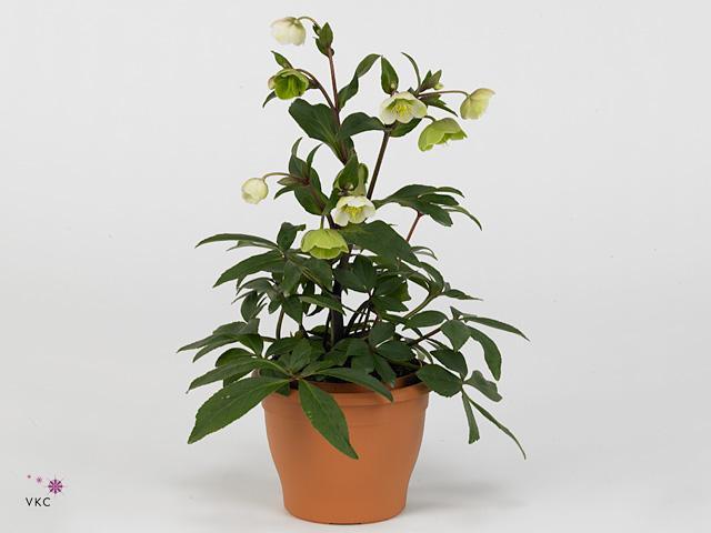 Helleborus Winterbells