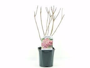 Hydrangea paniculata mix