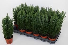 Chamaecyparis Ellwoodii