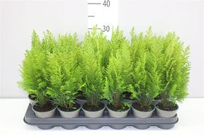 Chamaecyparis Ellwoodii