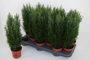 Chamaecyparis Ellwoodii