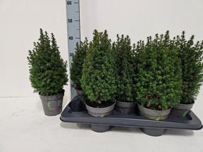 Chamaecyparis Top Point