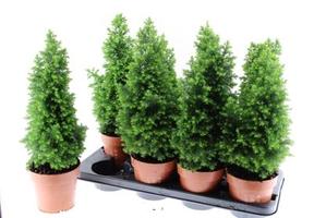 Chamaecyparis Top Point