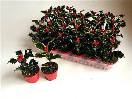 Ilex aquifolium