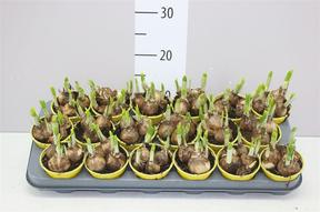 Narcis Tête à Tête Boucle plnokvětý