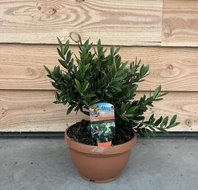 Olea europaea