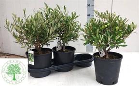 Olea europaea