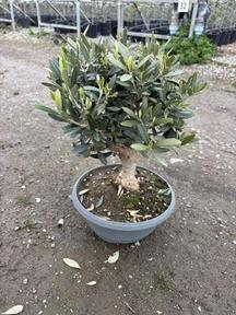 Olea europaea