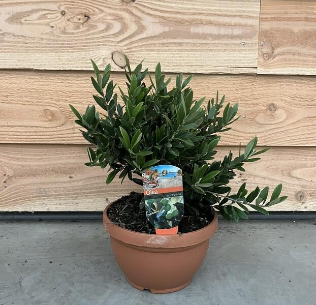 Olea europaea