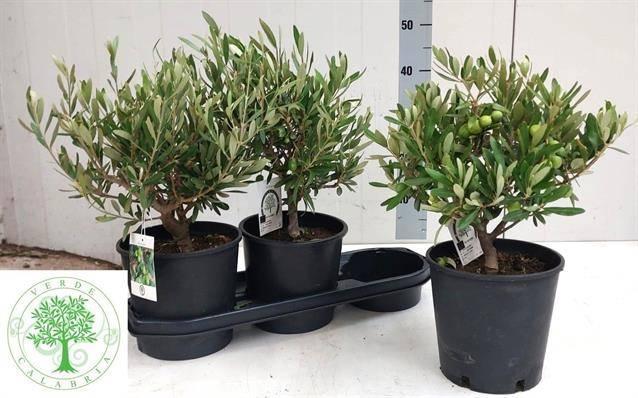 Olea europaea