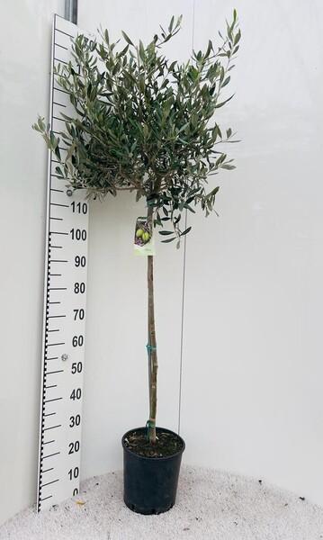 Olea kmen