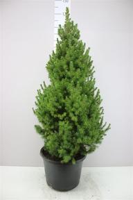 Picea glauca Conica