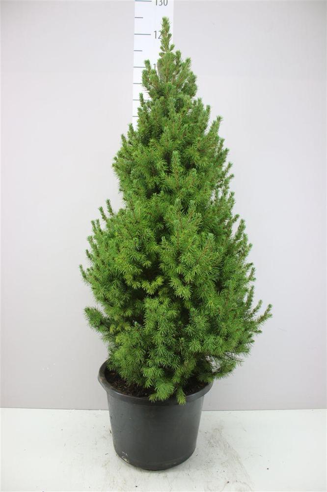 Picea glauca Conica