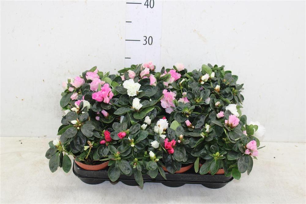 Rhododendron simsii mix