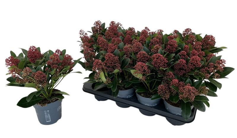 Skimmia jap. Rubella 8+