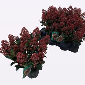 Skimmia japonica Rubella