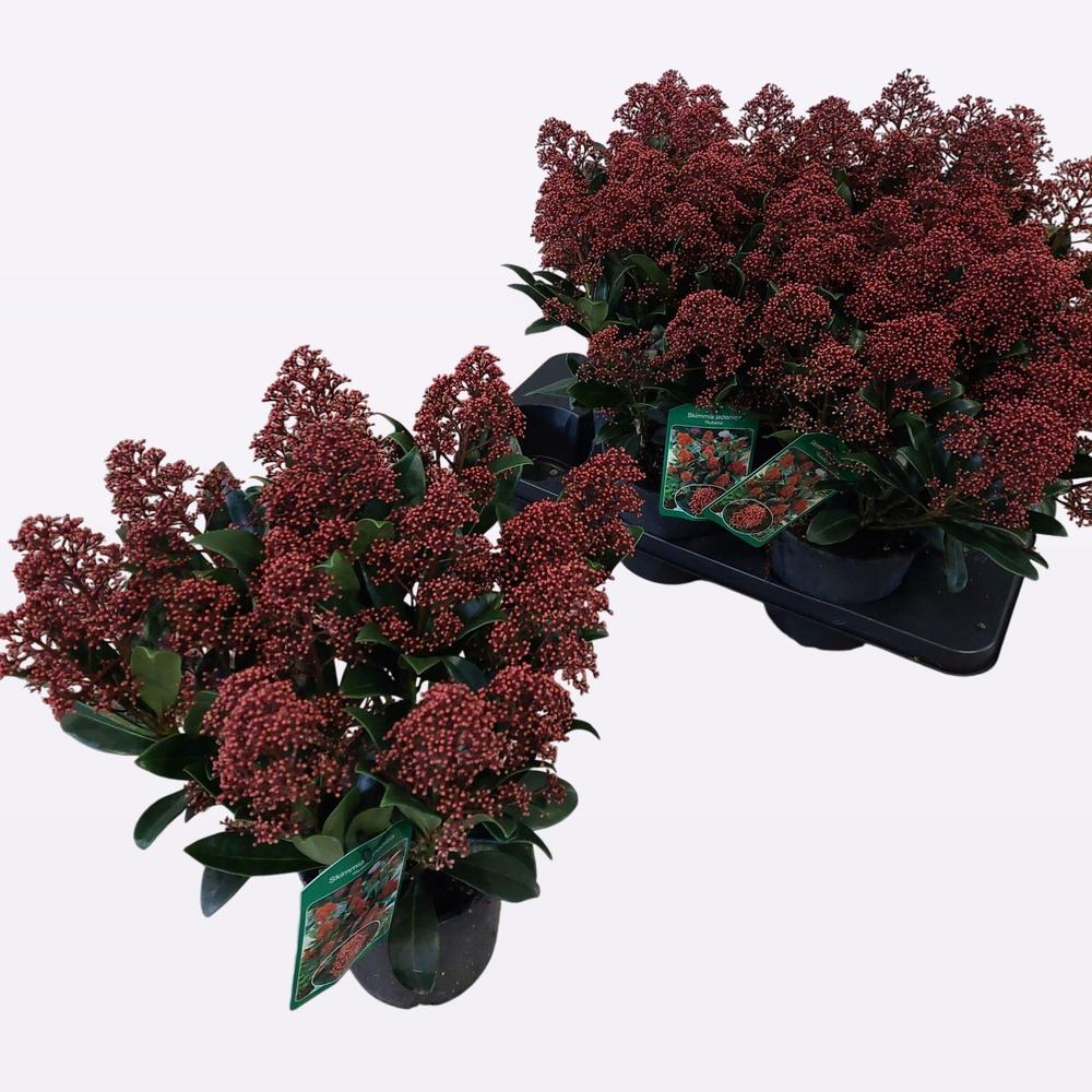 Skimmia japonica Rubella