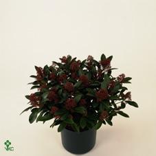 Skimmia jap. Rubella 100+ XXL