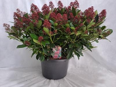 Skimmia jap. Rubella 100+ XXL
