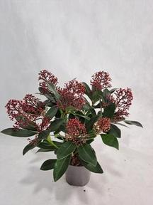 Skimmia jap. Rubella 8+