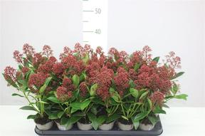 Skimmia jap. Rubella 4+