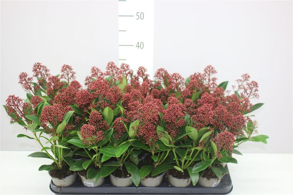 Skimmia jap. Rubella 4+