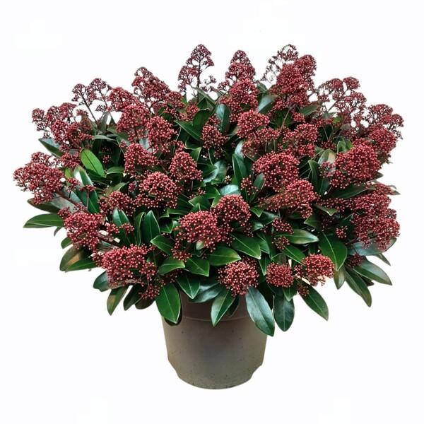 Skimmia japonica Rubella 60+